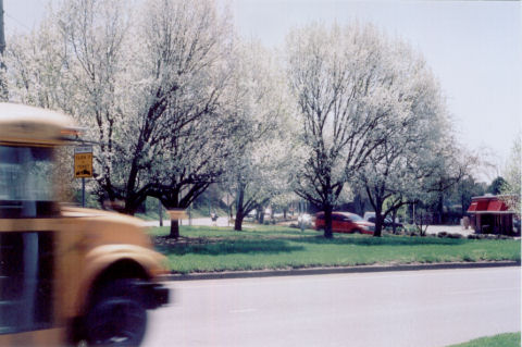 school bus